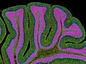 Cerebellum from a brain,light micrograph