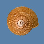 Baird's top shell sea snail shell