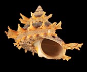 Girgyllus star snail shell