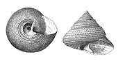 Say's top shell sea snail,illustration