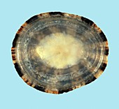 Cellana testudinaria limpet shell