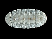 West Indian Green Chiton shell