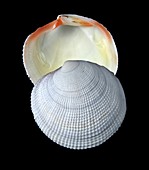 Pacific tiger lucine shell