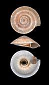 Sundial snail shell