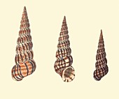 European ribbed wentletrap shells