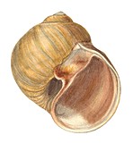 Lewis's moon snail shell