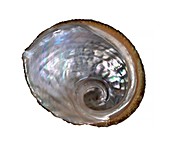 Whirling abalone shell