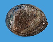 Green abalone shell