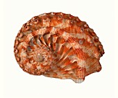 Staircase abalone shell
