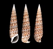 Creeper sea snail shells