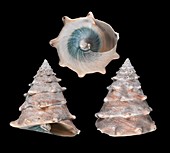Toothed top shell sea snail shell