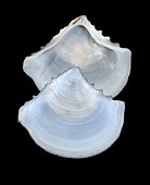 White-crest tellin shell