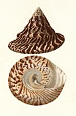 Commercial top shell snail shell