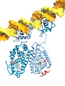 RXR and LXR nuclear receptors and DNA