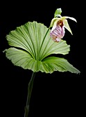 Cypripedium japonicum orchid flower