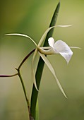 Brassavola 'Hartford' orchid flower