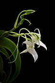 Angraecum leonis orchid flowers