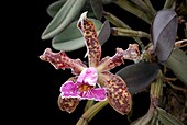 Cattleya schilleriana orchid flower