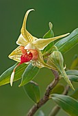 Dendrobium tobaense orchid flower