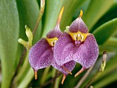 Masdevallia tuerckheimii orchid flowers