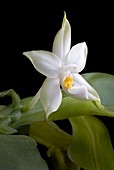 Phalaenopsis violacea orchid flower