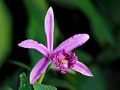 Sobralia bouchei orchid flower