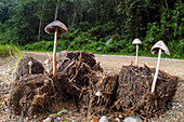 Mushrooms growing in elephant dung