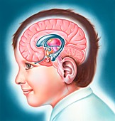 Child's limbic system,illustration