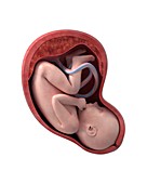 Foetus in the womb,illustration