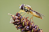 Female hoverfly on seed head