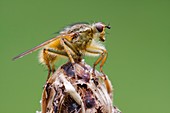 Common yellow dung fly on knapweed