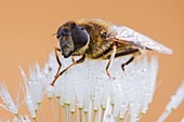 Hoverfly on dandelion clock