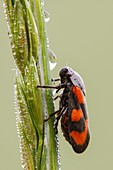 Black and red froghopper