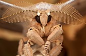 Chinese oak tussar moth