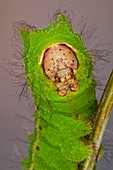 Chinese oak tussar moth caterpillar
