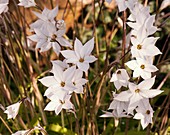 Starflower (Ipheion 'Alberto Castillo')