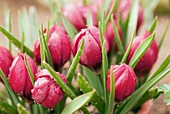 Tulips (Tulipa humilis 'Lilliput')