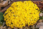 Dionysia aretioides 'Bevere'