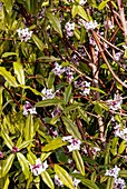 Daphne bholua 'Jacqueline Postill'