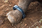 Radio collar on the leg of a white rhino