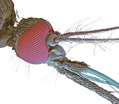 Female mosquito head,SEM