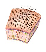 Mammalian skin anatomy,illustration