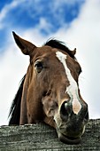 Horse resting its head