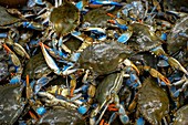 Atlantic blue crabs at a market