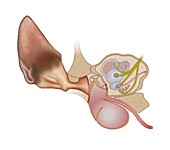 Cat ear anatomy,illustration