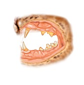 Cat teeth tartar,illustration