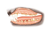 Dog teeth tartar,illustration