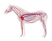 Equine circulatory system,illustration