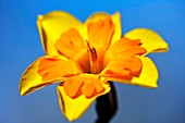Narcissus 'Gillan' daffodil