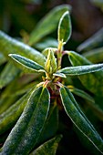 Frosted Rhododendron plant